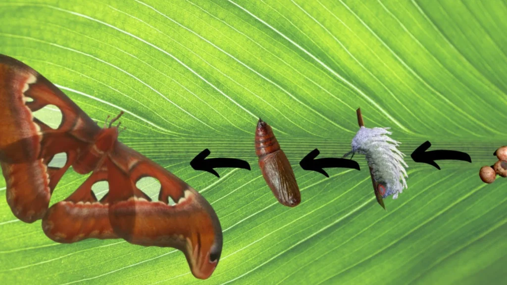 Moths Life Cycle