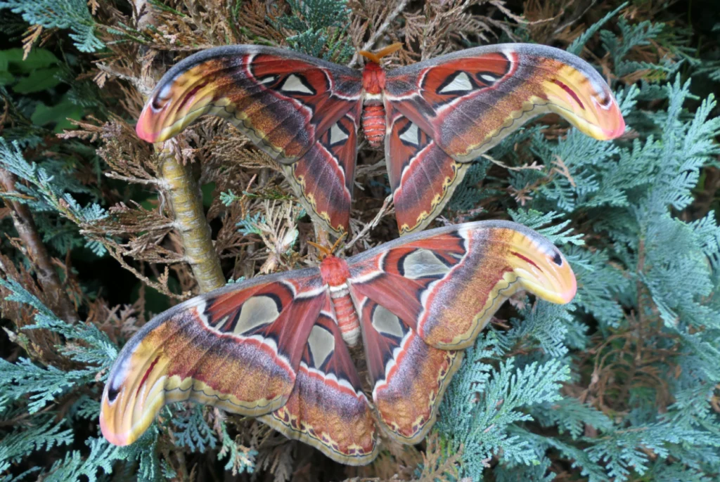 Moths Life Cycle