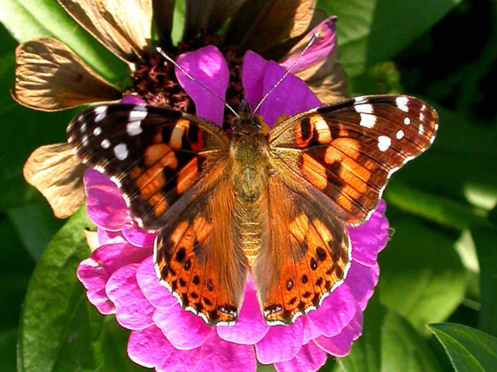 Painted Lady Butterfly Life Cycle