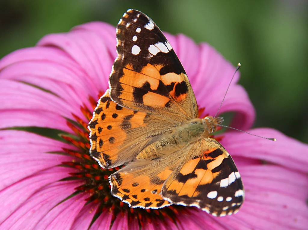 Painted Lady Butterfly Life Cycle