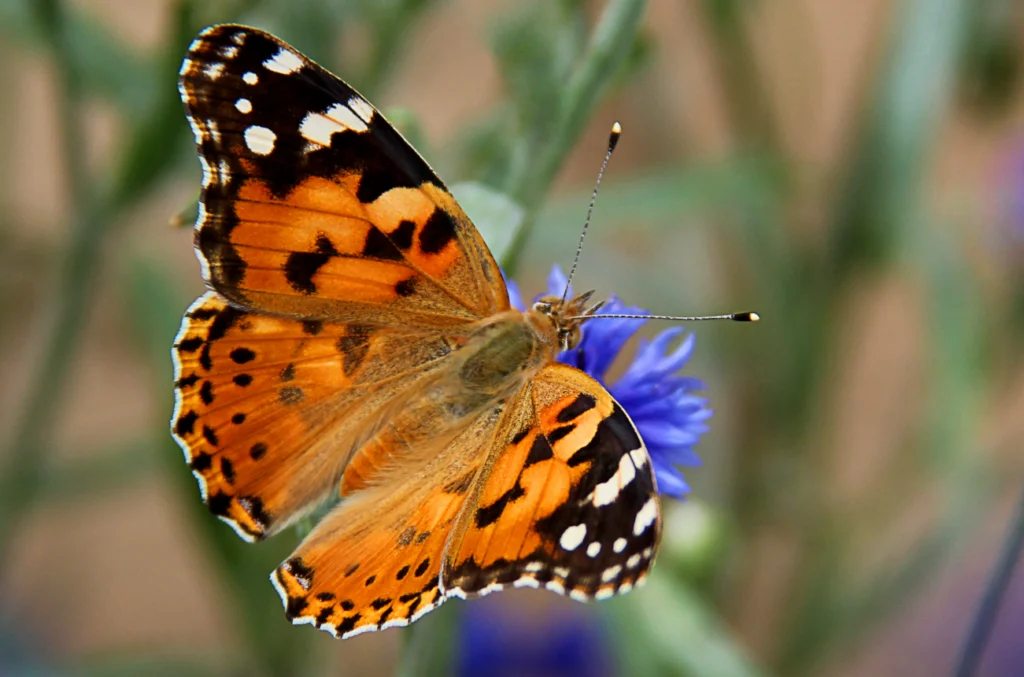 Painted Lady Butterfly Life Cycle