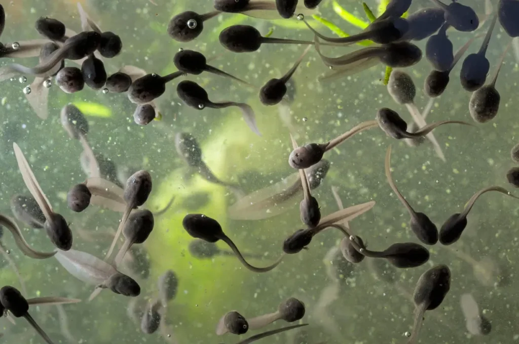 Tadpole Life Cycle