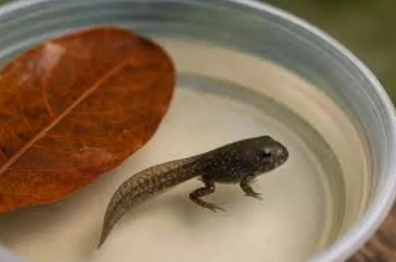 Tadpole Life Cycle
