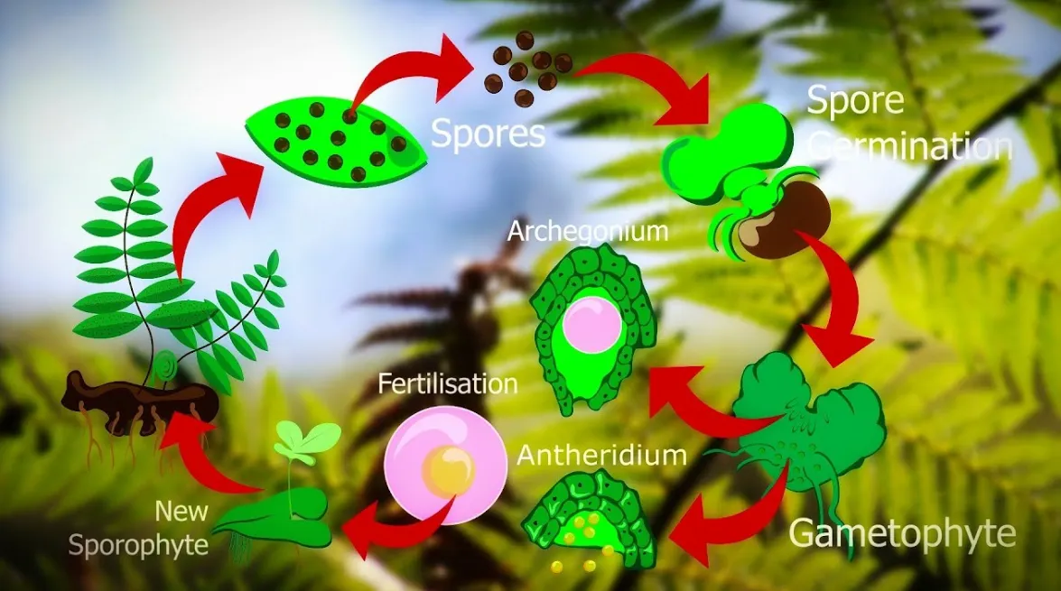 Life Cycle in Ferns: Complete Guide to Growth, Reproduction, and Survival in Nature (2026 Edition)
