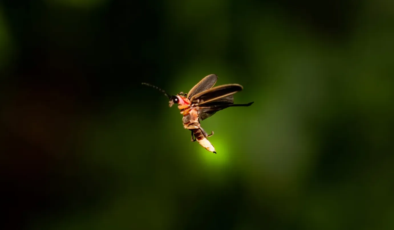 Life Cycle of Lightning Bug: Fascinating Secrets of Fireflies You Need to Know (2026 Guide)