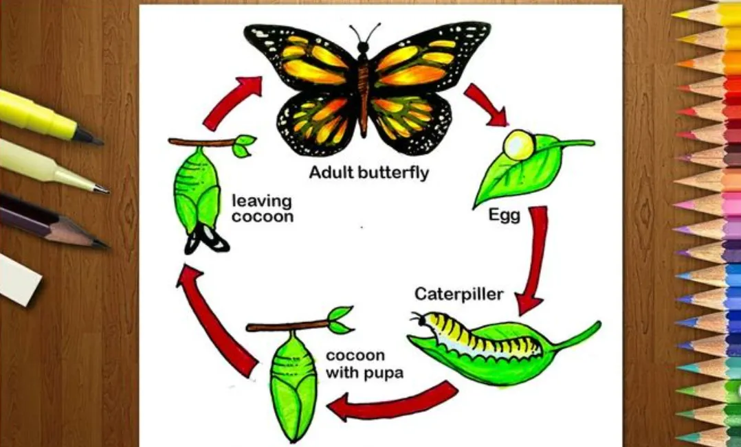 Life Cycle of a Butterfly for Kindergarten Simple Stages, Facts, and Why Butterflies Matter