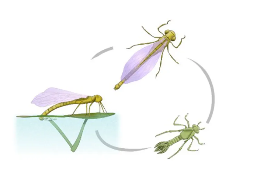 Life Cycle of a Dragonfly Stages, Survival Secrets & Ecological Importance