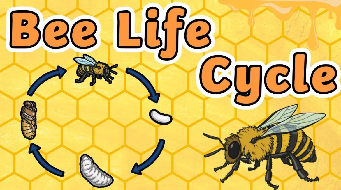 Life Cycle of a Honey Bee Complete Guide to Growth, Survival & Importance in Nature