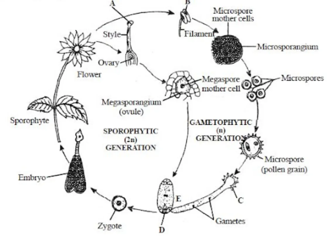 Life Cycle of an Angiosperm: Complete Guide to Flowering Plant Growth, Evolution, and Survival (2026)