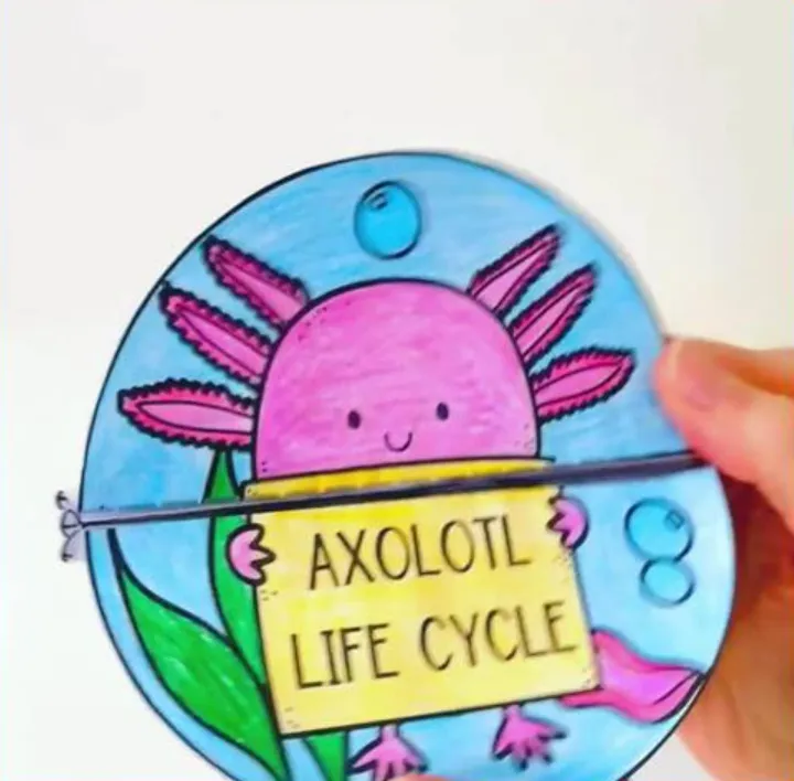 Life Cycle of an Axolotl Evolution, Reproduction, and Survival Explained (2026 Guide)