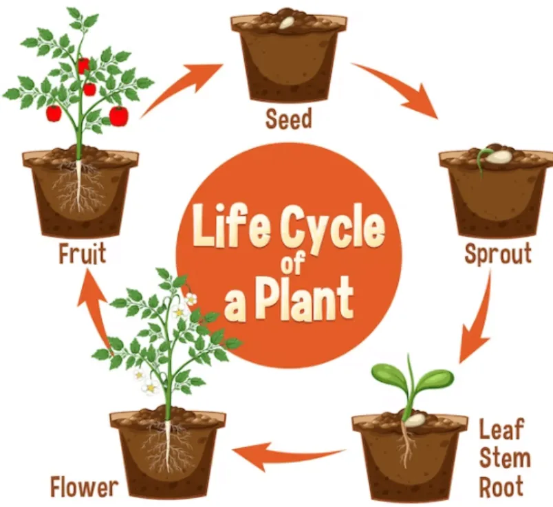 The Complete Life Cycle of a Flower: Stages, Growth, and Survival Explained