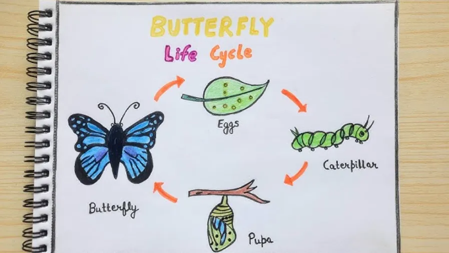 Butterfly Life Cycle