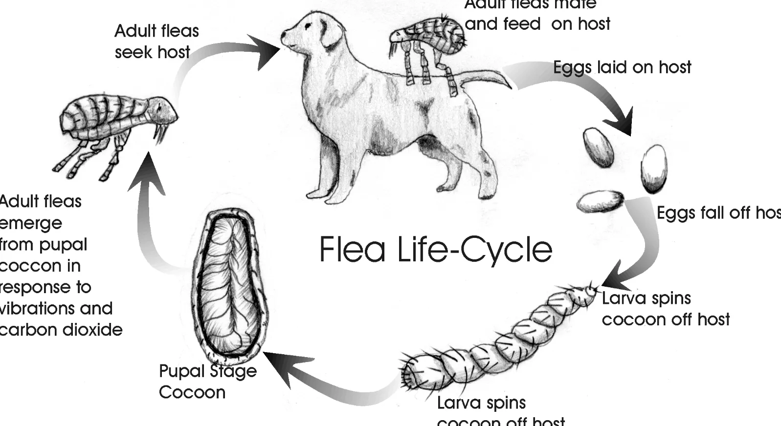 Life Cycle of Fleas Complete Guide to Flea Development, Survival & Control