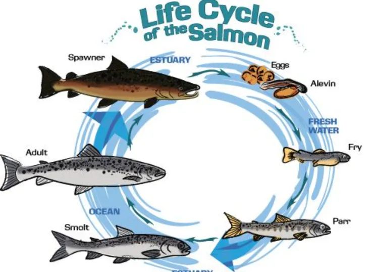 Life Cycle of Salmon: Complete Journey from River Birth to Ocean Survival (Ultimate Guide)