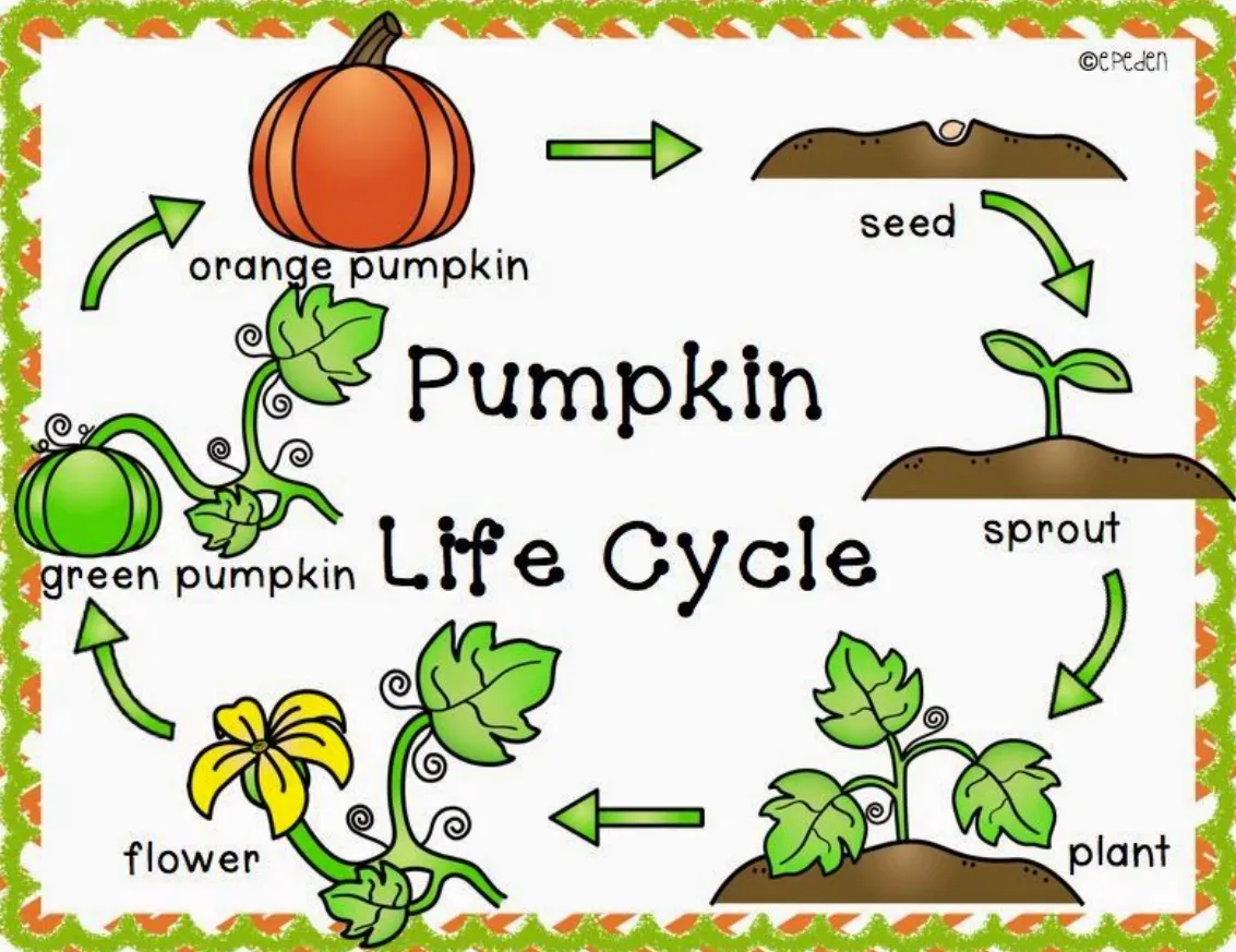 Life Cycle of a Pumpkin: Complete Growth Stages from Seed to Harvest