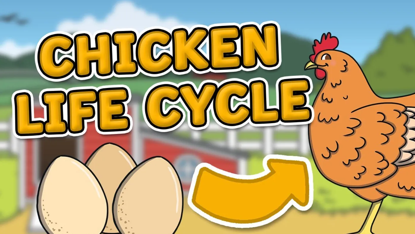 Life Cycle of the Chicken