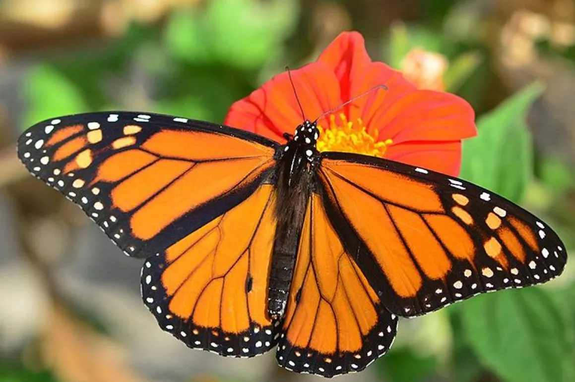 Life of Butterfly Cycle: Complete Egg-to-Adult Guide for Understanding Butterfly Growth, Survival, and Nature’s Balance