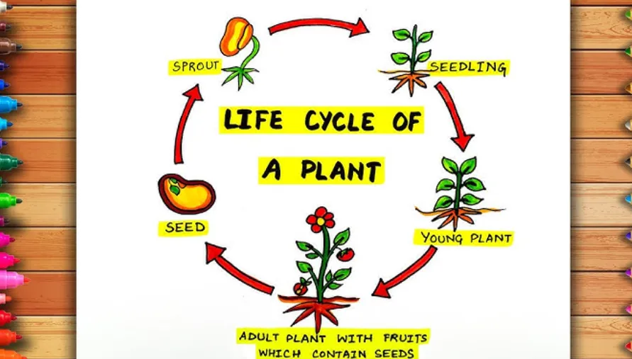 The Complete Life Cycle of Plants From Seed to Survival