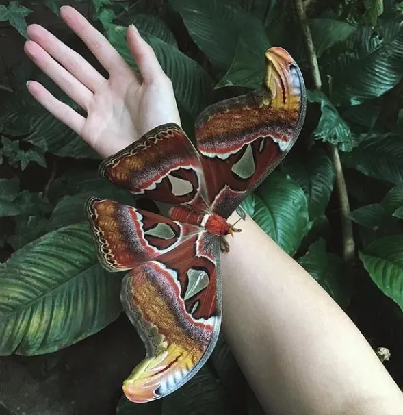 The Complete Life Cycle of a Moth Stages, Survival Secrets, and Ecological Importance Explained