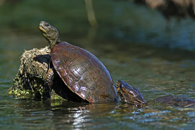 The Complete Life Cycle of a Turtle From Tiny Hatchling to Ancient Survivor (Full Guide)