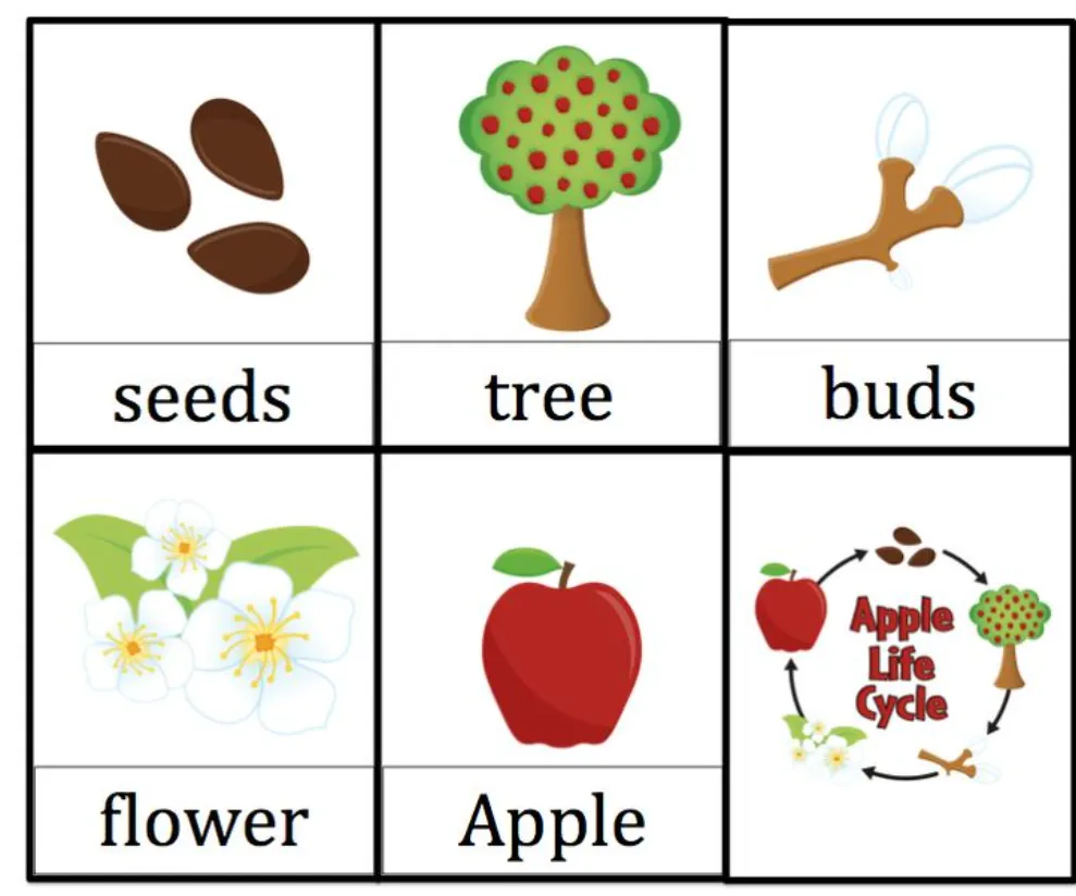 The Complete Life Cycle of an Apple Tree Growth Stages, Survival, and Secrets to Thriving Orchards