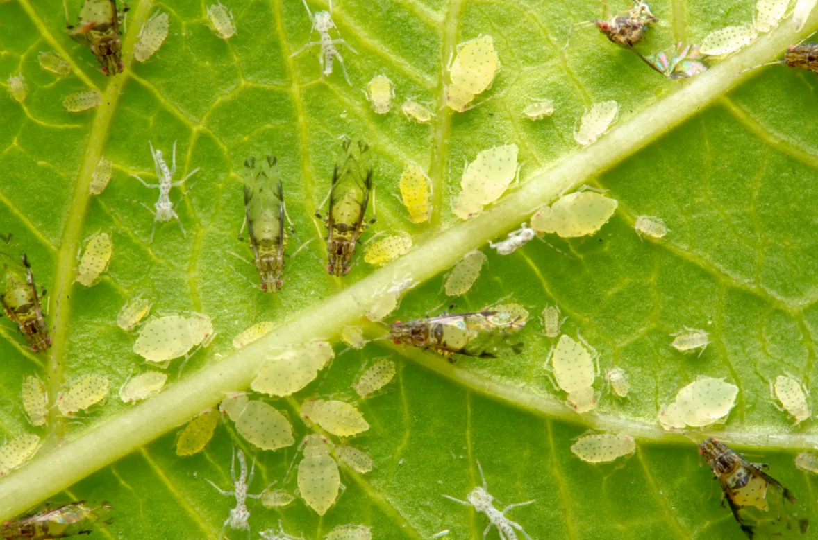 Aphid Life Cycle