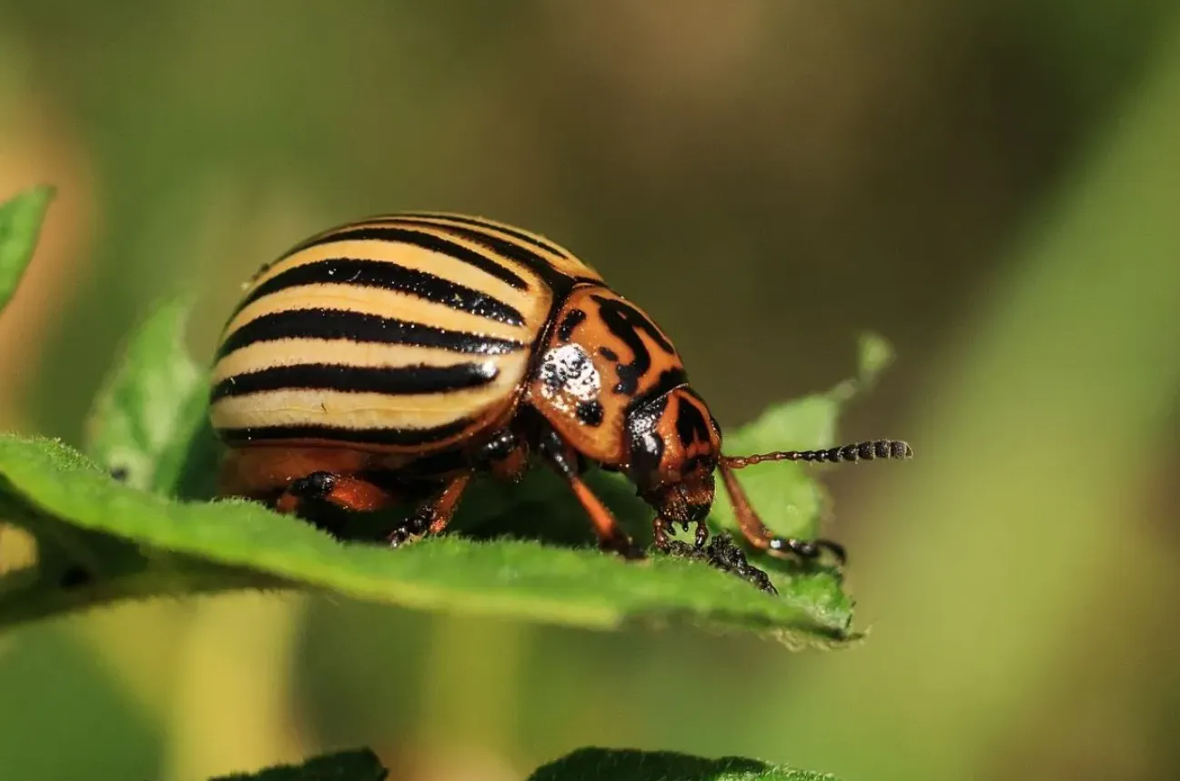 Beetle Life Cycle