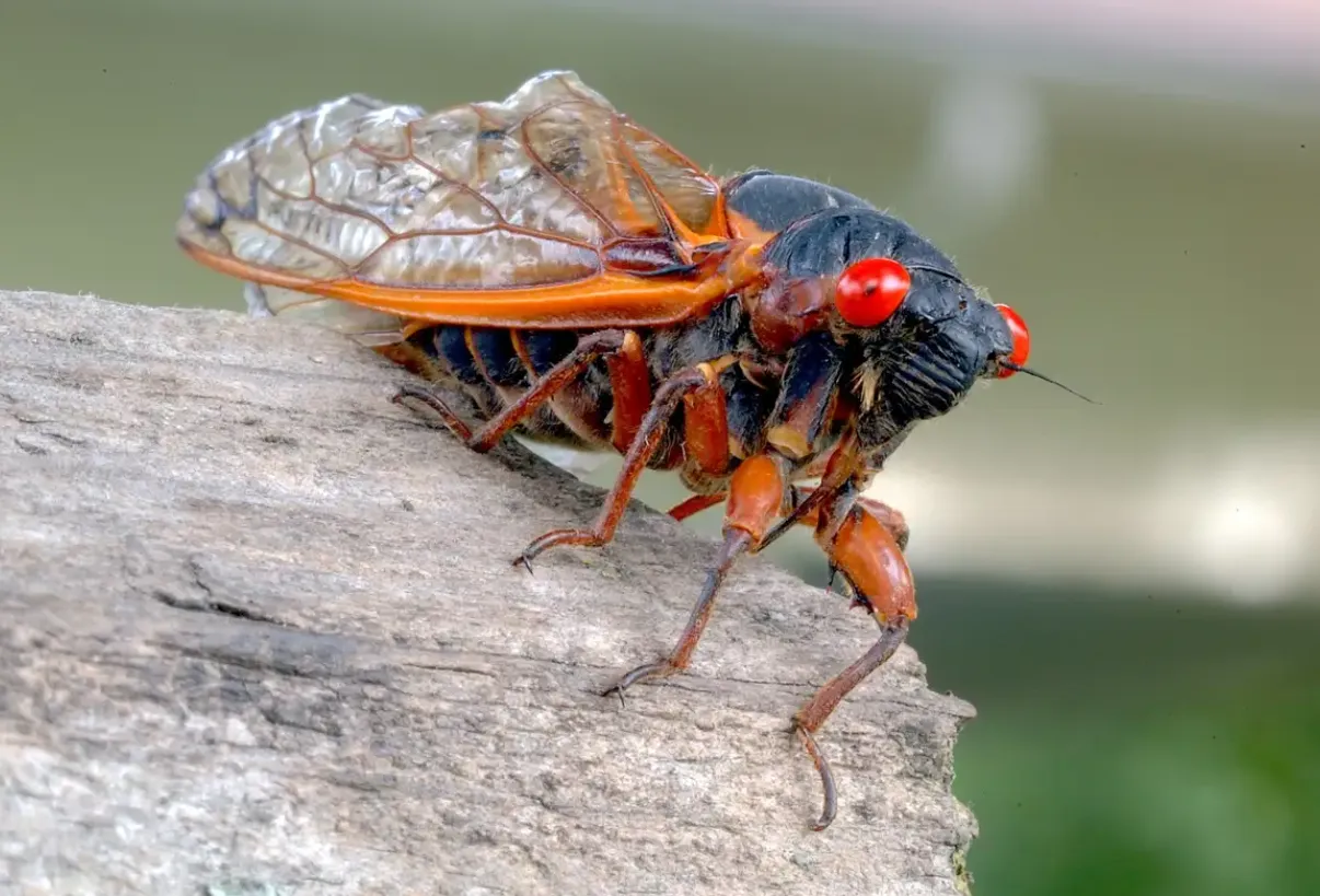 Life Cycle of a Cicada: Complete Guide to Cicada Eggs, Nymphs, Molting, Diet, Lifespan, and Ecosystem Importance