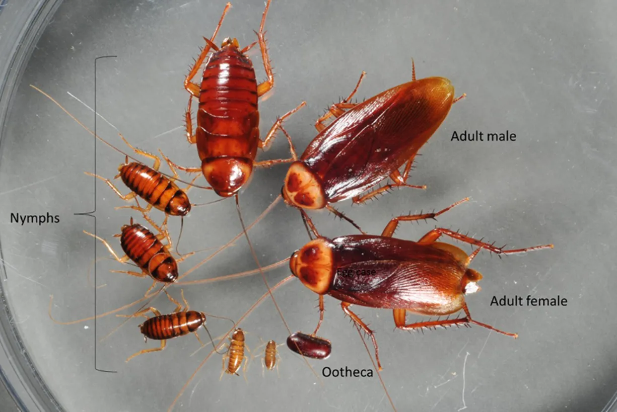 Life Cycle of a Cockroach: Complete Guide to Eggs, Nymphs, Adults, Lifespan, Diet, and Ecosystem Role