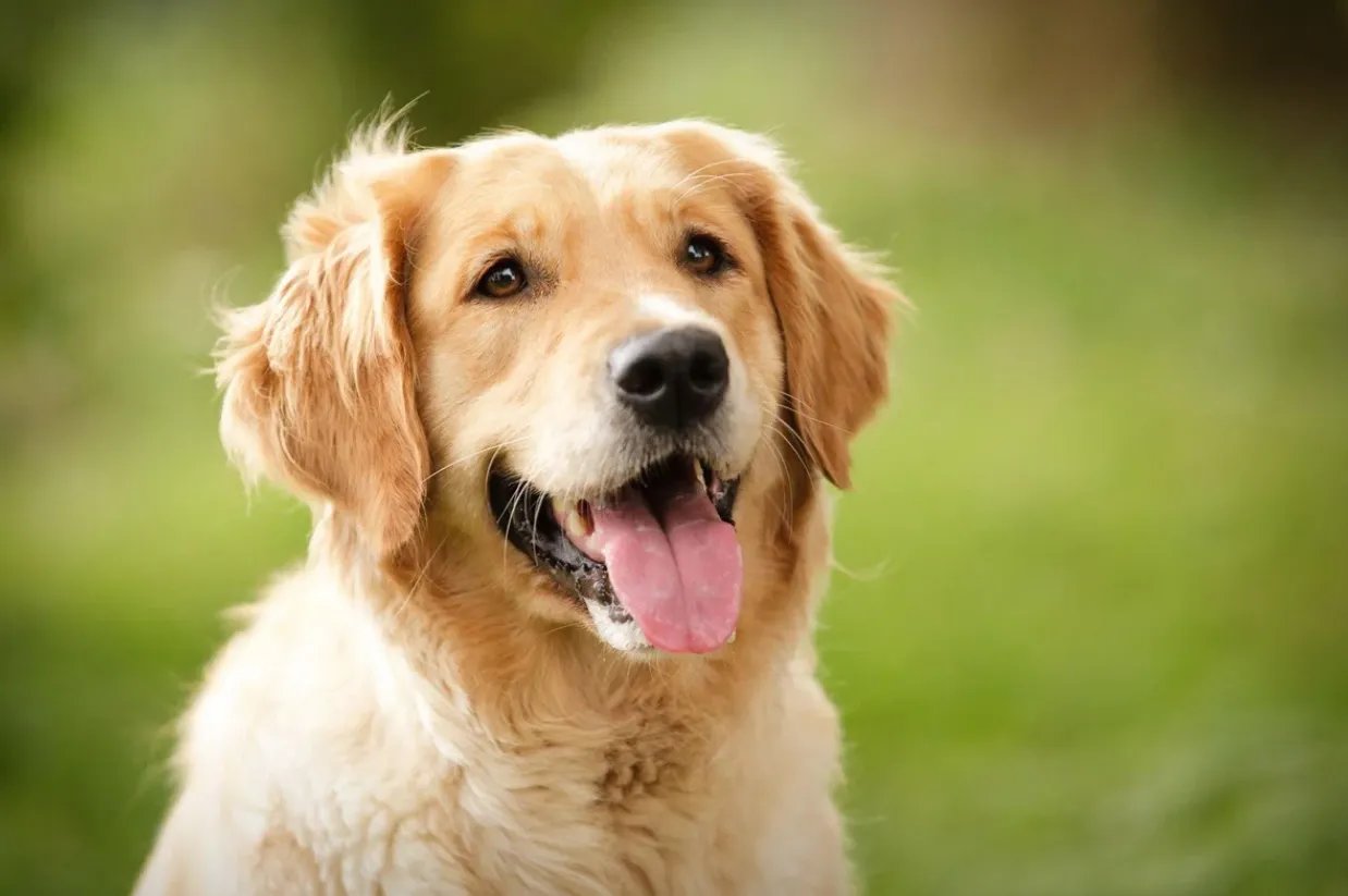 Life Cycle of a Dog: Complete Guide from Puppy to Senior Age