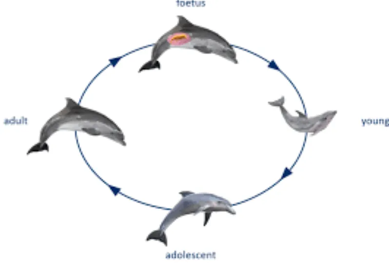 Life Cycle of a Dolphin: Complete Growth, Reproduction, Lifespan, Diet, and Ecosystem Guide