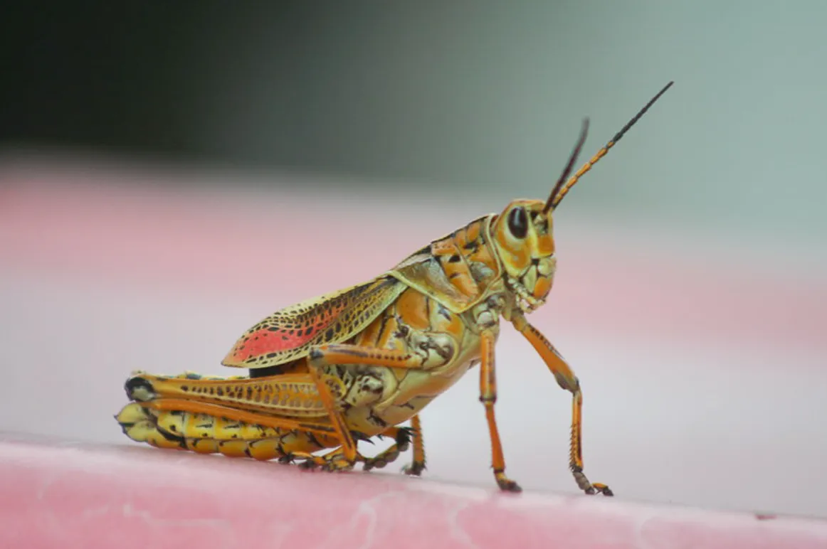 Life Cycle of a Grasshopper: Complete Stages, Food, Reproduction, Survival, and Ecosystem Role