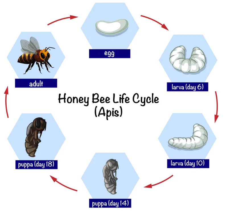 Life Cycle of a Salmon: Complete Stages, Lifespan, Diet, Reproduction, and Ecosystem Importance
