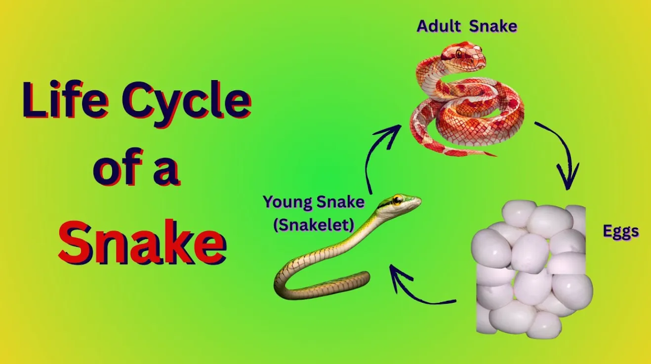 Life Cycle of a Snake: Complete Guide to Snake Growth, Reproduction, Diet, Lifespan, and Ecosystem Role