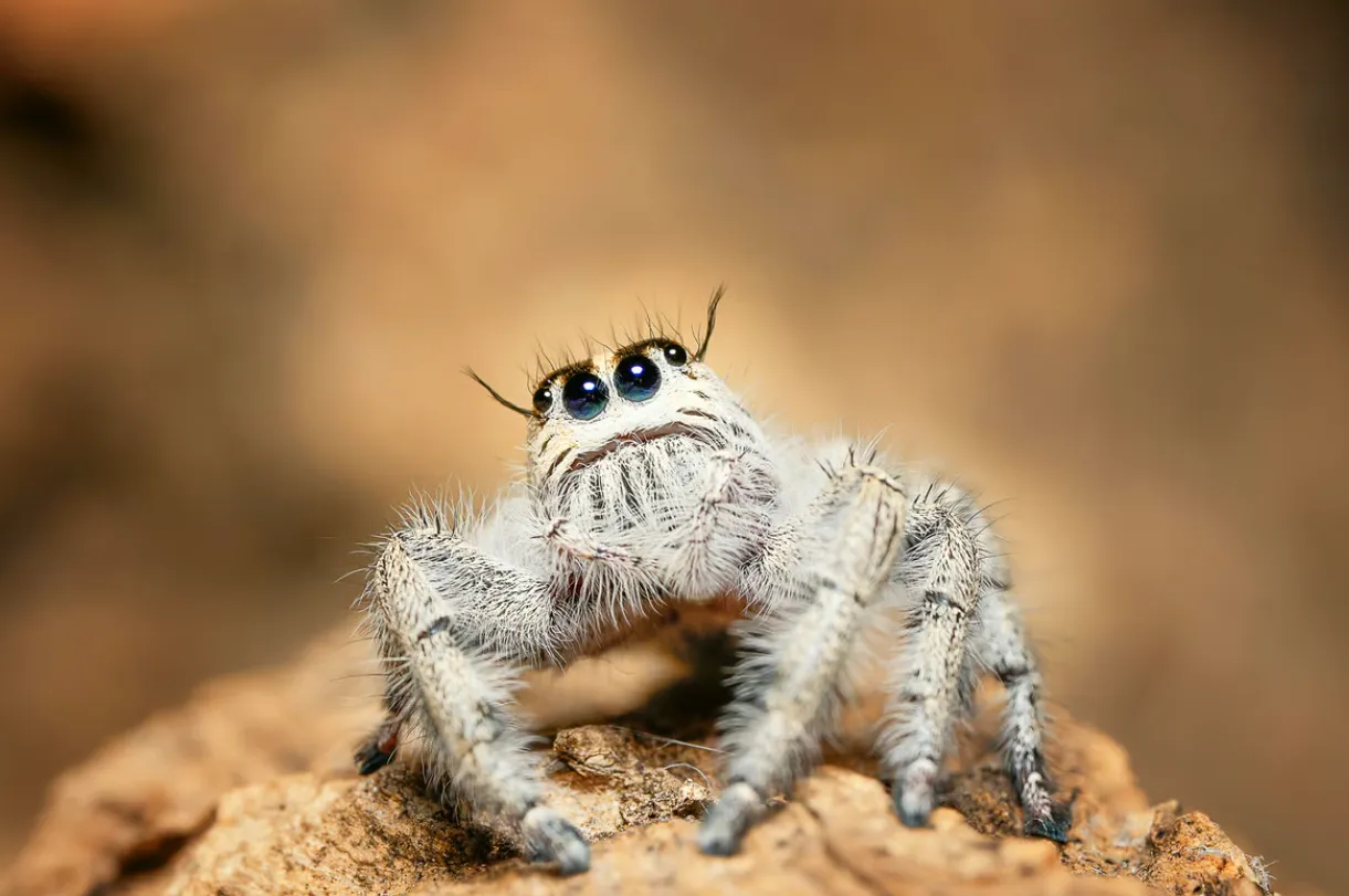 Life Cycle of a Spider: Complete Guide from Egg Sac to Adult Spider