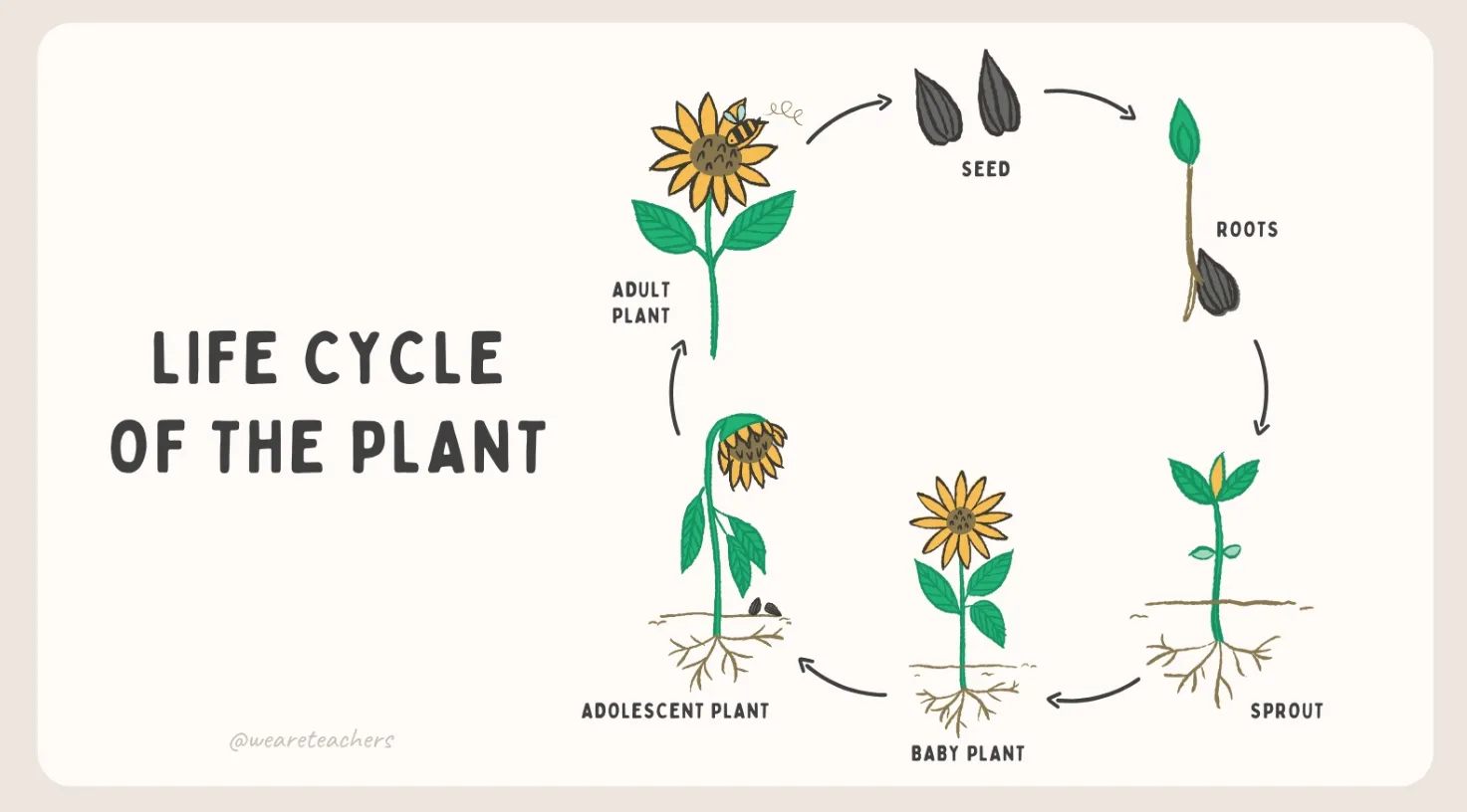 Life Cycle of a Sunflower: Complete Seed-to-Bloom Growth Guide, Lifespan, Reproduction, and Ecological Importance