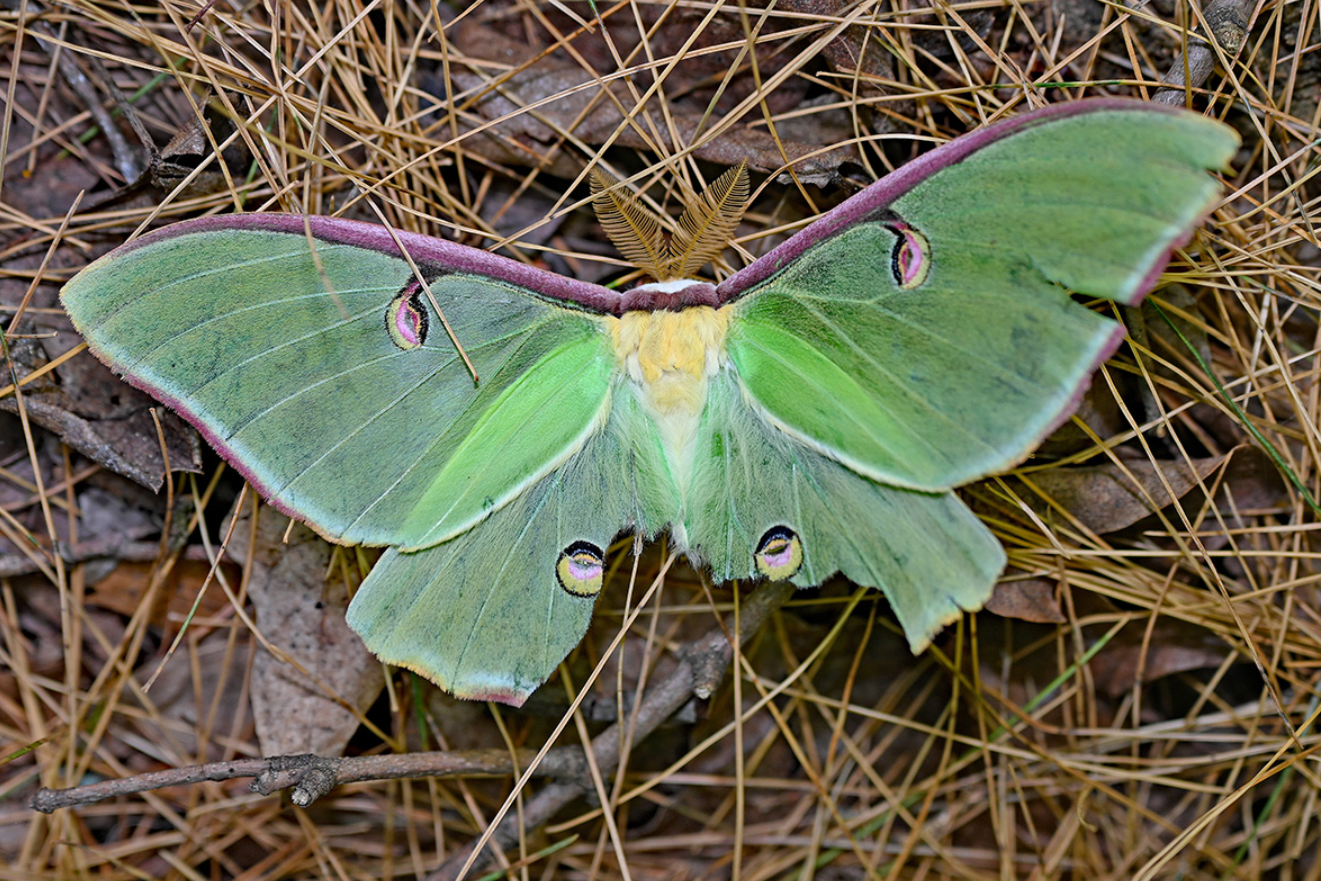 Luna Moth Life Cycle: Egg, Caterpillar, Cocoon, Adult Moth, Lifespan, Food, and Natural Survival
