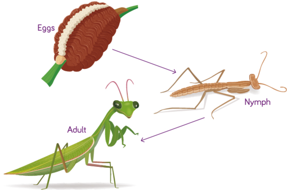 Mantis Life Cycle