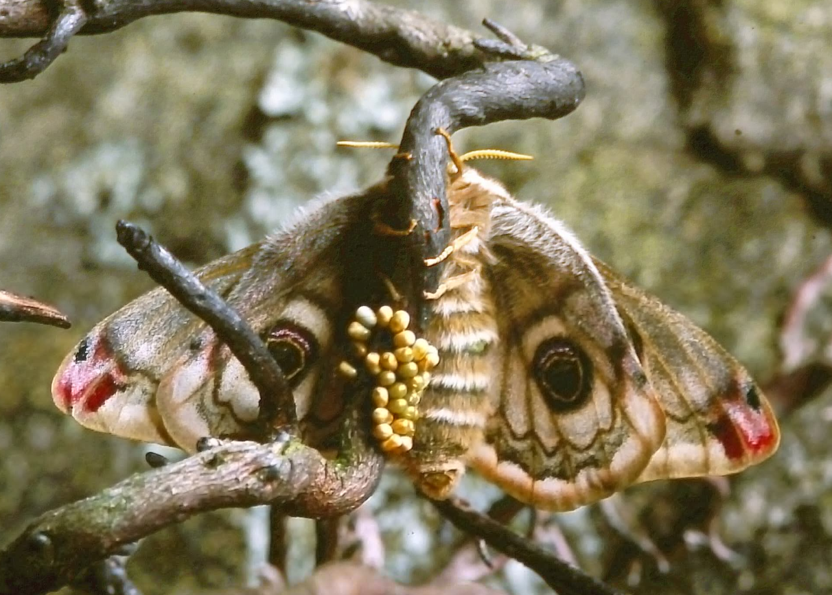 Moths Life Cycle