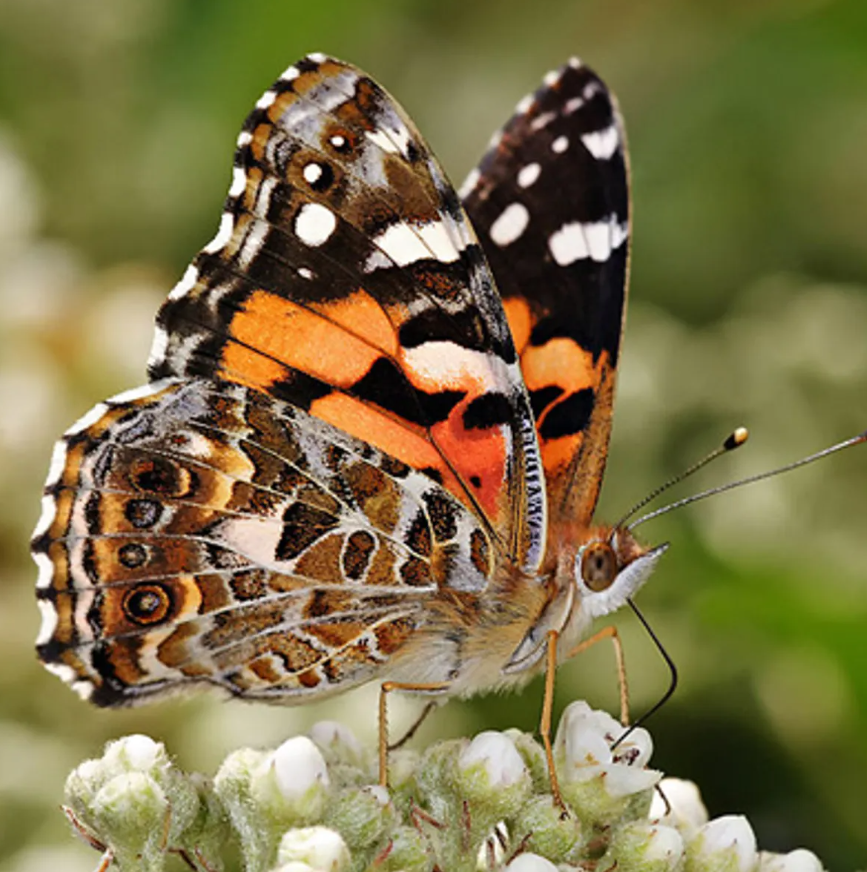 Painted Lady Butterfly Life Cycle
