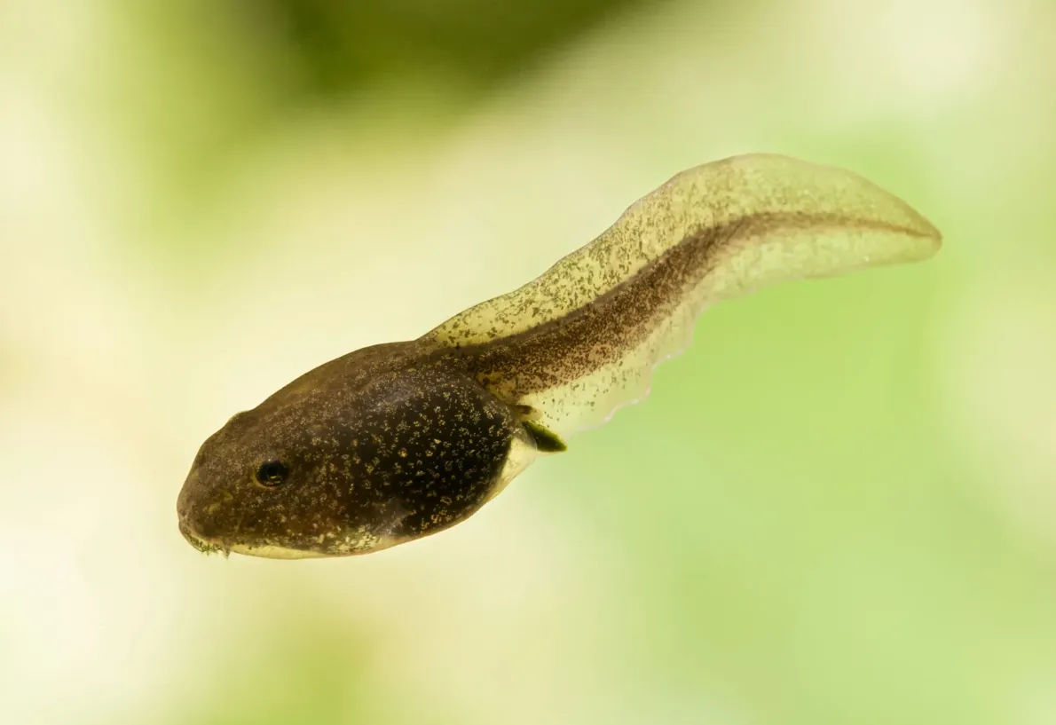 Tadpole Life Cycle: Complete Guide From Eggs to Frog